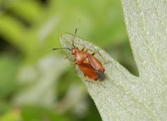 Rote Weichwanze (Deraeocoris ruber)