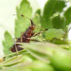 Rote Weichwanze (Deraeocoris ruber) - Die Larve mag auch Blattläuse