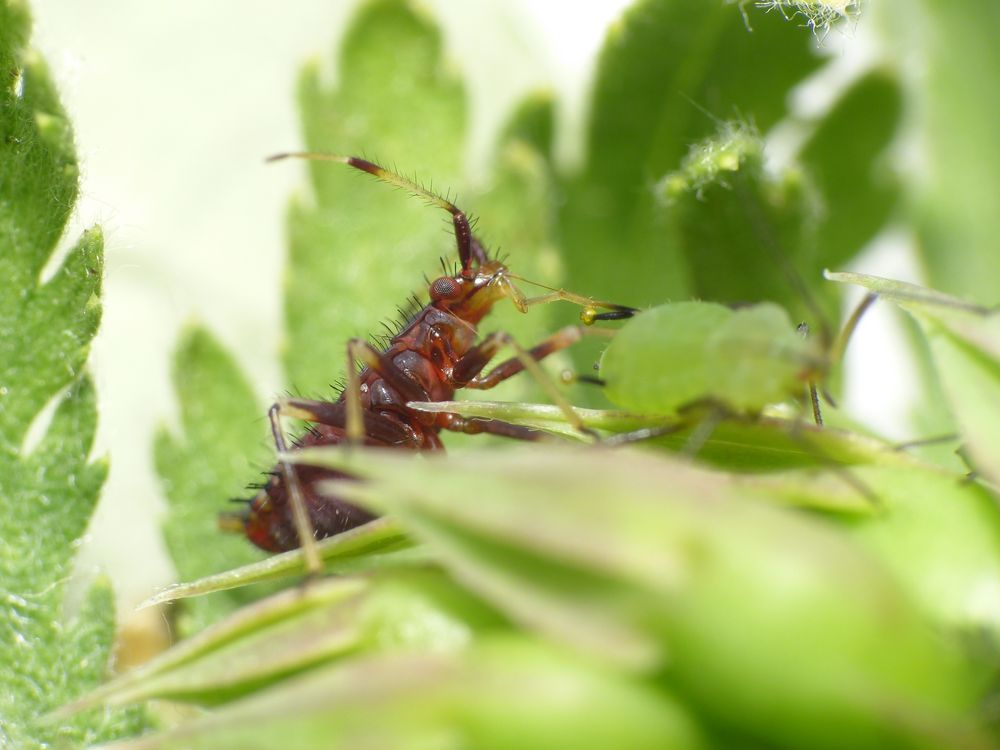 Rote Weichwanze (Deraeocoris ruber) - Die Larve mag auch Blattläuse