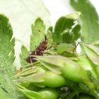 Rote Weichwanze (Deraeocoris ruber) - Die Larve mag auch Blattläuse