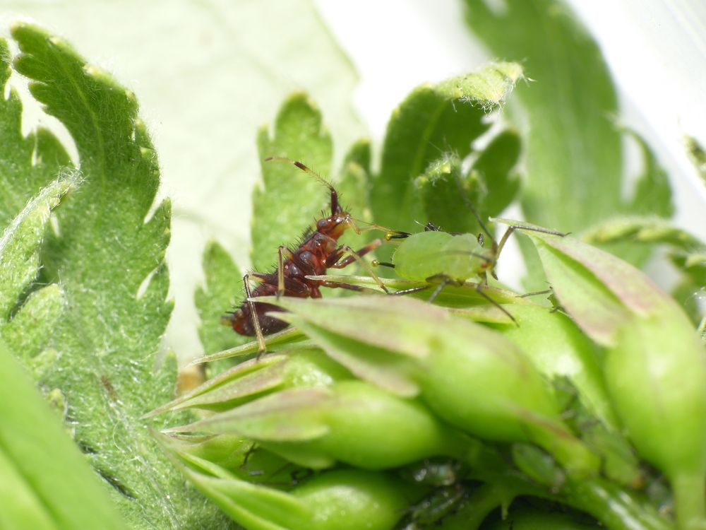 Rote Weichwanze (Deraeocoris ruber) - Die Larve mag auch Blattläuse