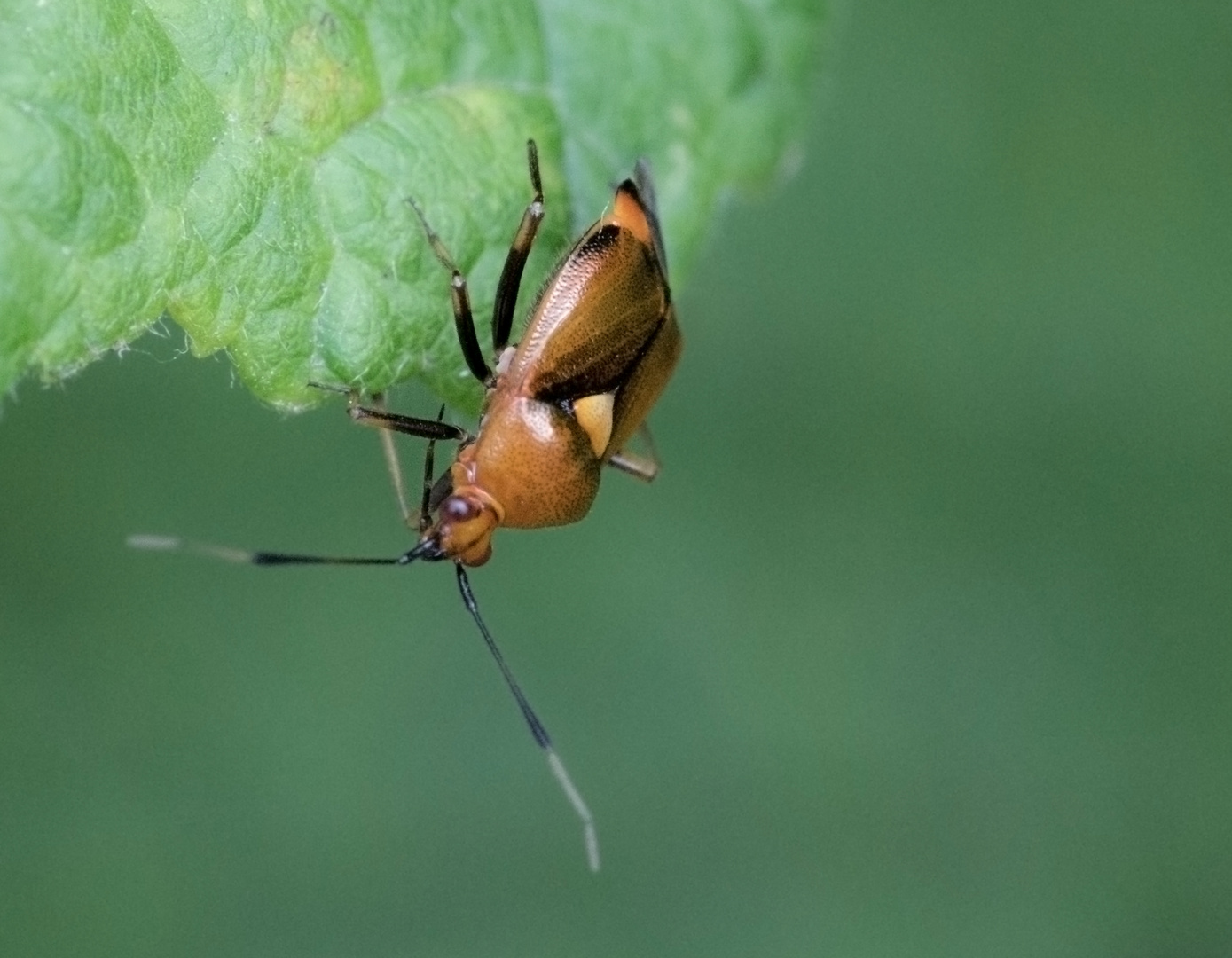 Rote Weichwanze (Deraeocoris ruber)