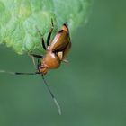 Rote Weichwanze (Deraeocoris ruber)