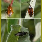 Rote Weichwanze (Deraeocoris ruber) - ganz unterschiedlich gefärbt !!!