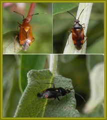 Rote Weichwanze (Deraeocoris ruber) - ganz unterschiedlich gefärbt !!!