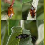 Rote Weichwanze (Deraeocoris ruber) - ganz unterschiedlich gefärbt !!!