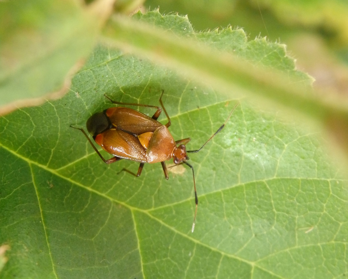 Rote Weichwanze (Deraeocoris ruber) in der bunten Gartenhecke