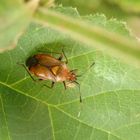 Rote Weichwanze (Deraeocoris ruber) in der bunten Gartenhecke