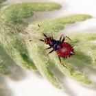 Rote Weichwanze (Deraeocoris ruber) - L3 Larve