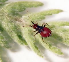 Rote Weichwanze (Deraeocoris ruber) - L3 Larve