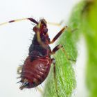 Rote Weichwanze (Deraeocoris ruber) - L3 Larve