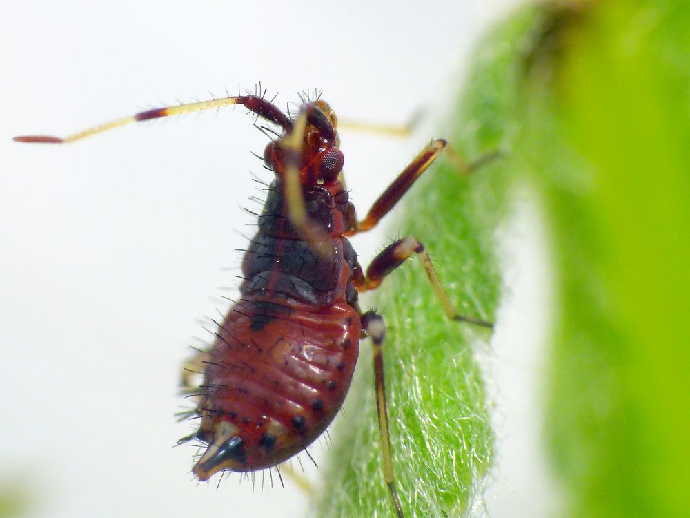 Rote Weichwanze (Deraeocoris ruber) - L3 Larve