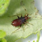 Rote Weichwanze (Deraeocoris ruber) - L5 Larvenstadium