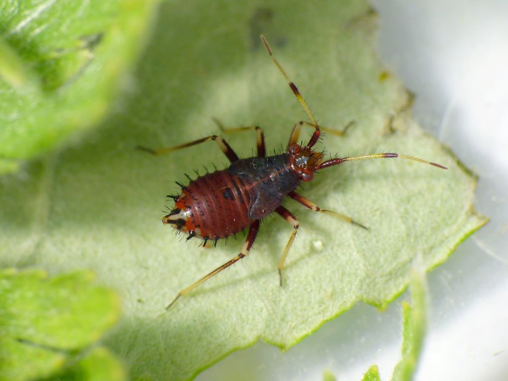 Rote Weichwanze (Deraeocoris ruber) - L5 Larvenstadium