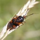 Rote Weichwanze (Deraeocoris ruber) - Noch eine andere Farbvariante