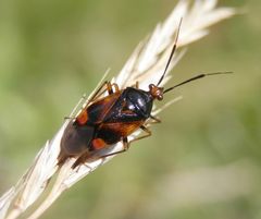 Rote Weichwanze (Deraeocoris ruber) - Noch eine andere Farbvariante