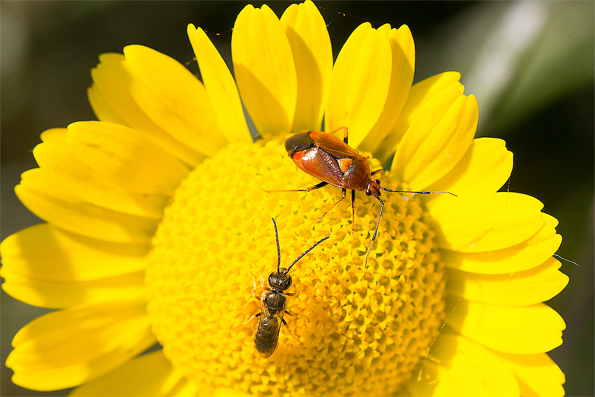 Rote Weichwanze (Deraeocoris ruber) und Gemeine Löcherbiene (Heriades truncorum) 