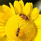 Rote Weichwanze (Deraeocoris ruber) und Gemeine Löcherbiene (Heriades truncorum) 