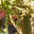 Rote Weichwanze (Deraeoris ruber) - Imago auf Brennnessel