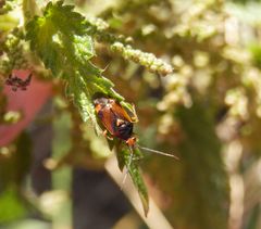 Rote Weichwanze (Deraeoris ruber) - Imago auf Brennnessel