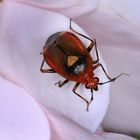 Rote Weichwanze, Mirid bug, Deraeocoris ruber
