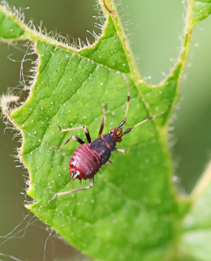 Rote Weichwanze,Nymphe (Doku)