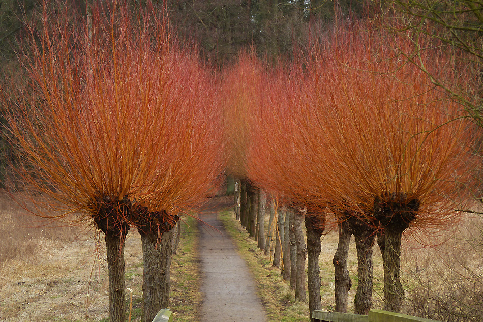 Rote Weidenallee