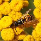 Rote Wespe (Vespula rufa)