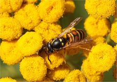 Rote Wespe (Vespula rufa)