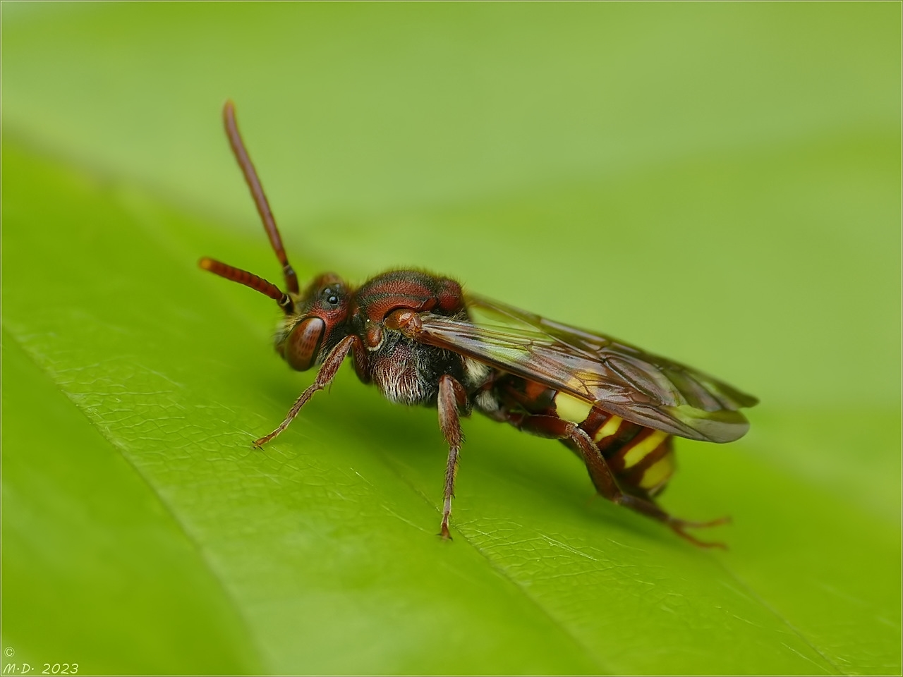 Rote Wespenbiene (Nomada armata)