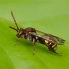 Rote Wespenbiene (Nomada armata)