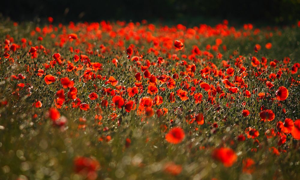 "Rote" Wiese von Boris Pogorzalek 