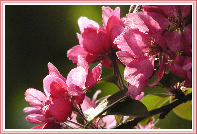 rote Wildfruchtblüten