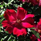 rote Wildrose