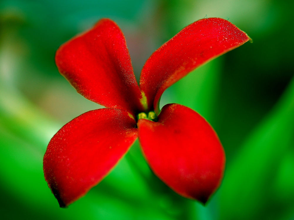 Rote Winterblüte