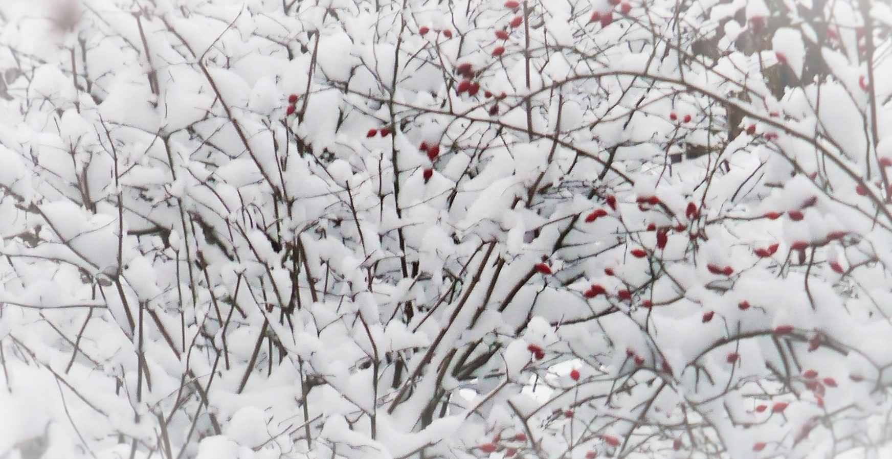 rote Wintertupfen