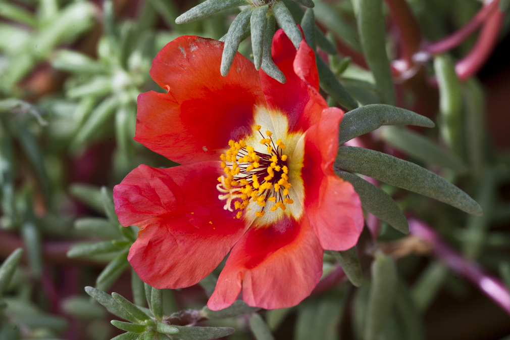 Rote Wüstenblume