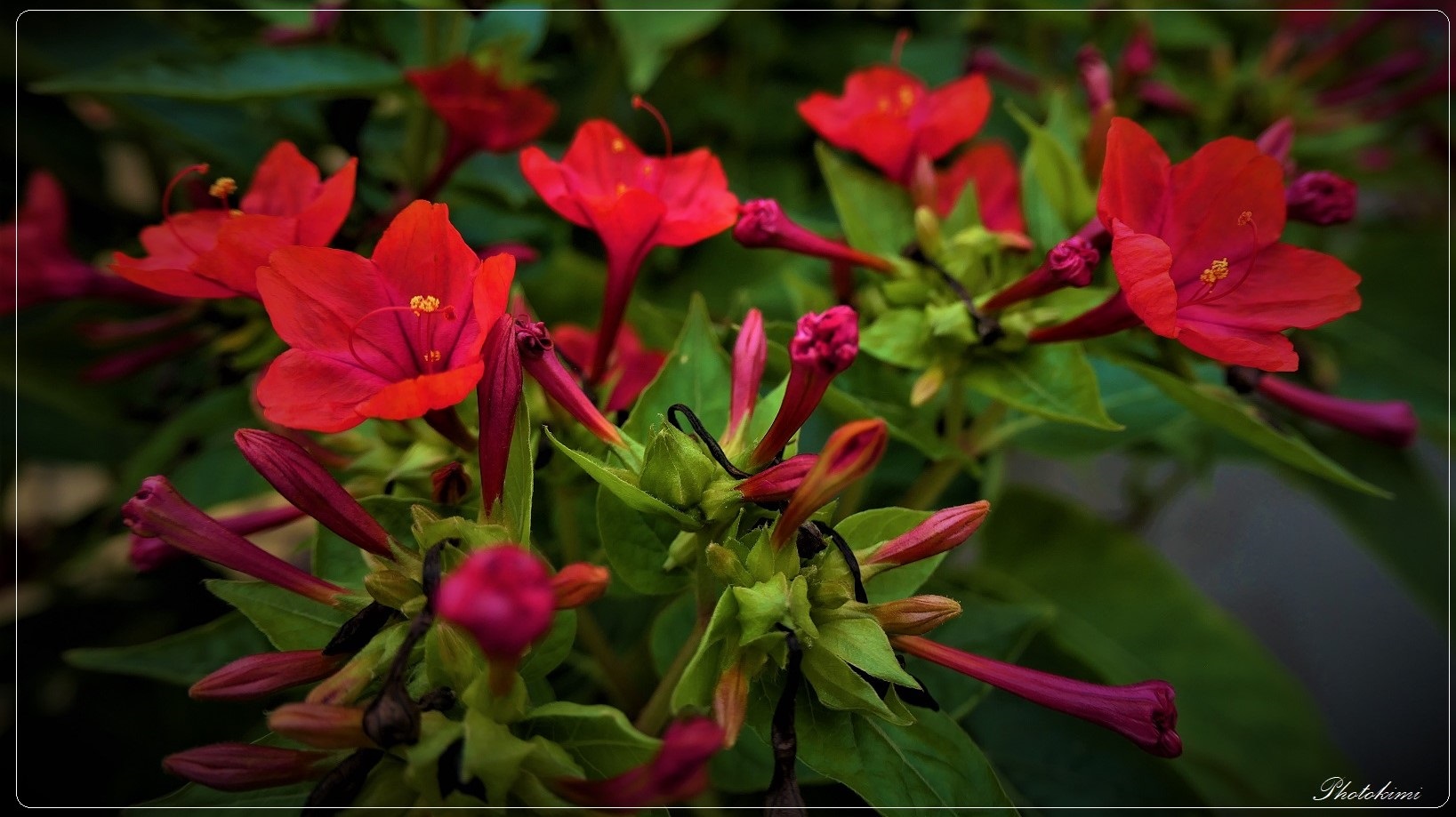 Rote Wunderblume (Mirabilis jalapa)