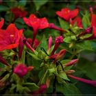 Rote Wunderblume (Mirabilis jalapa)