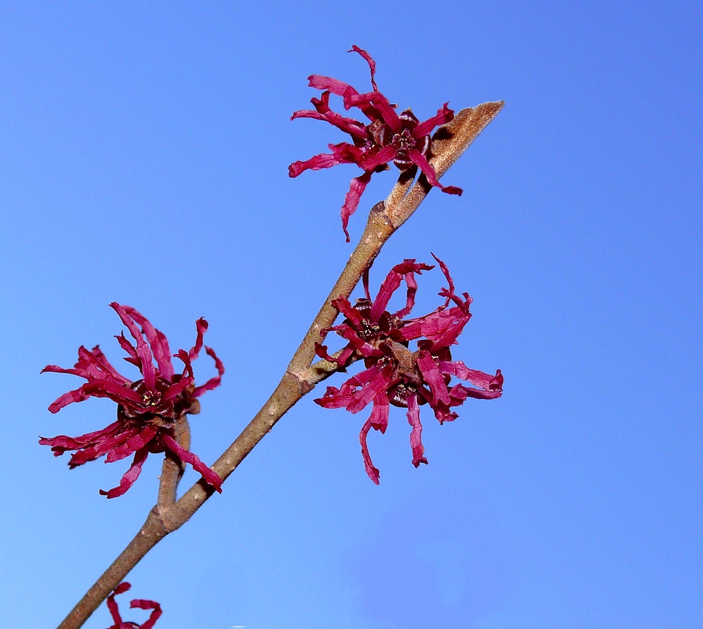 Rote Zaubernuss