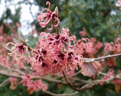 Rote Zaubernuss