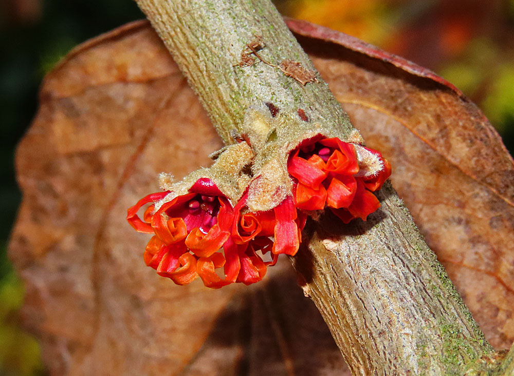 Rote Zaubernuss