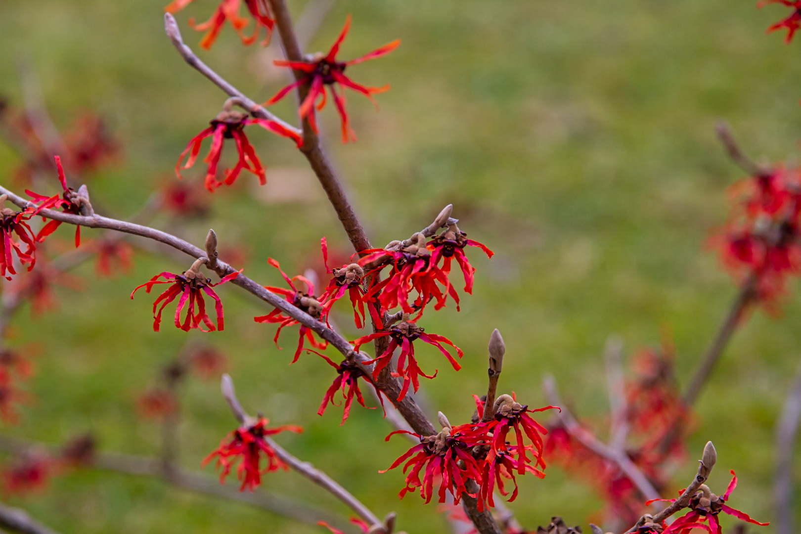 Rote Zaubernuss