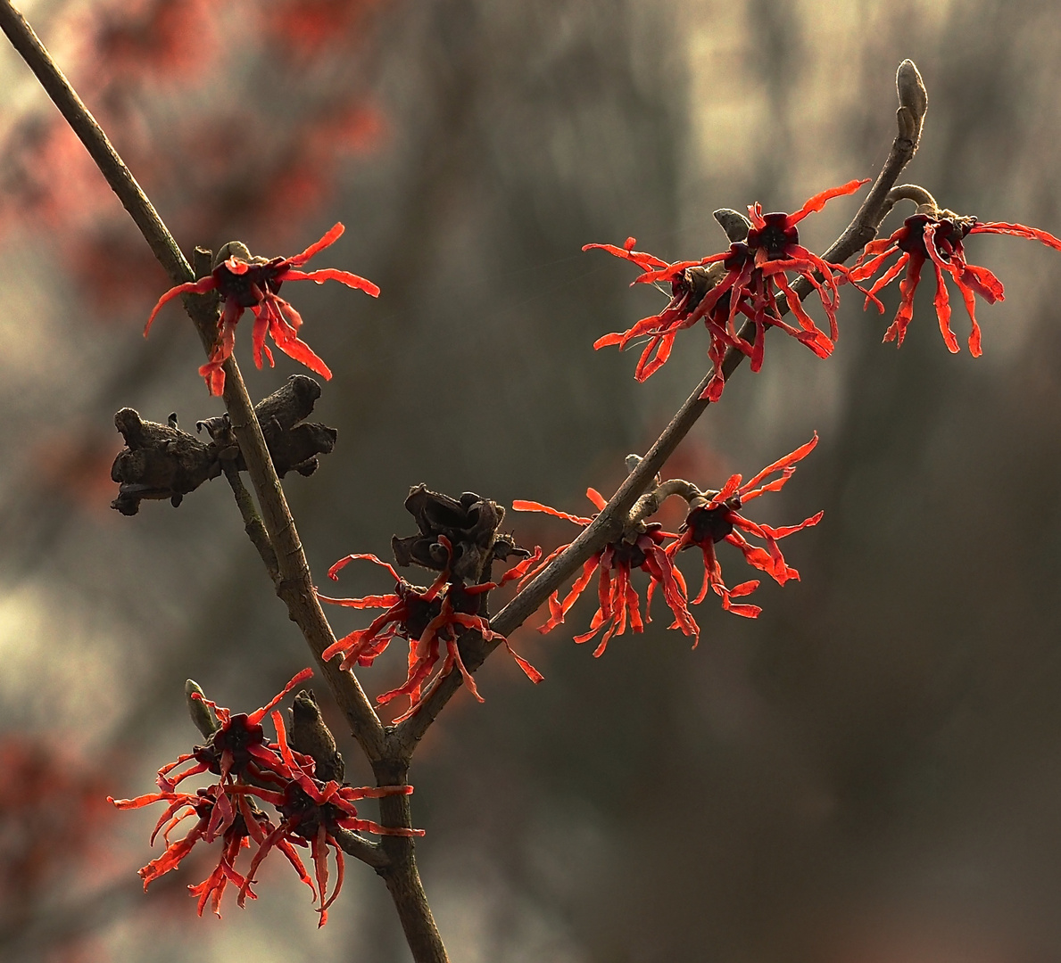 Rote Zaubernuss?