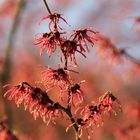 rote Zaubernussblüte