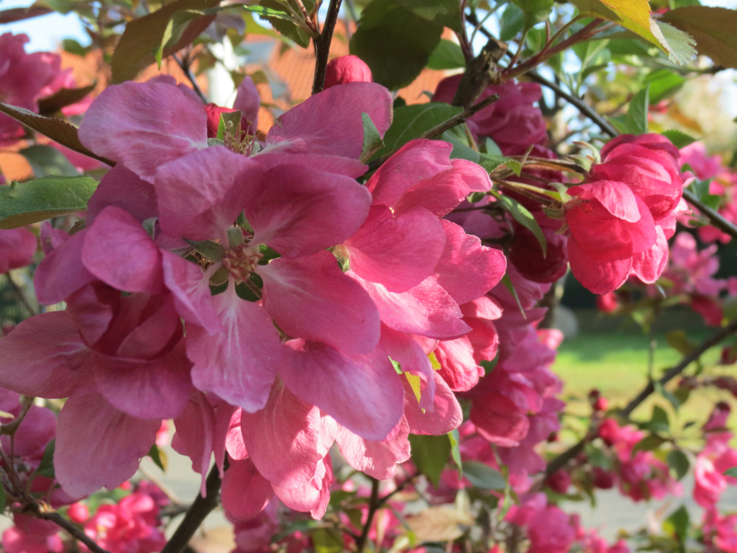 Rote Zierapfelblüten