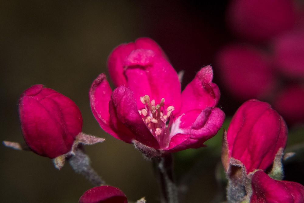 Rote Zierapfelblüten