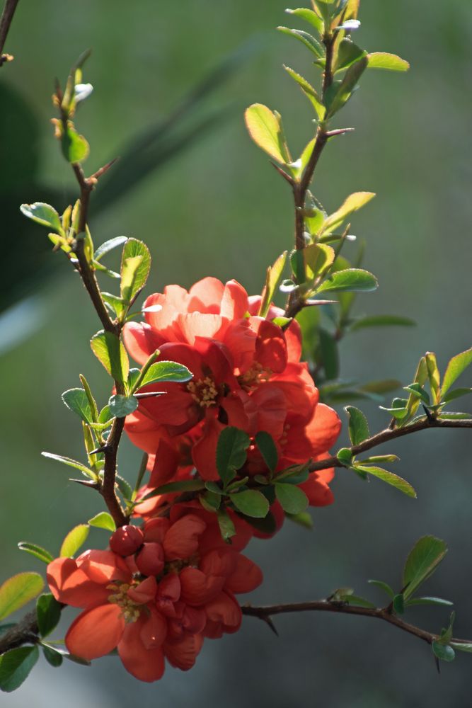 Rote Zierquitttenblüte  ( Chaenomeles )