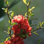 Rote Zierquitttenblüte  ( Chaenomeles )