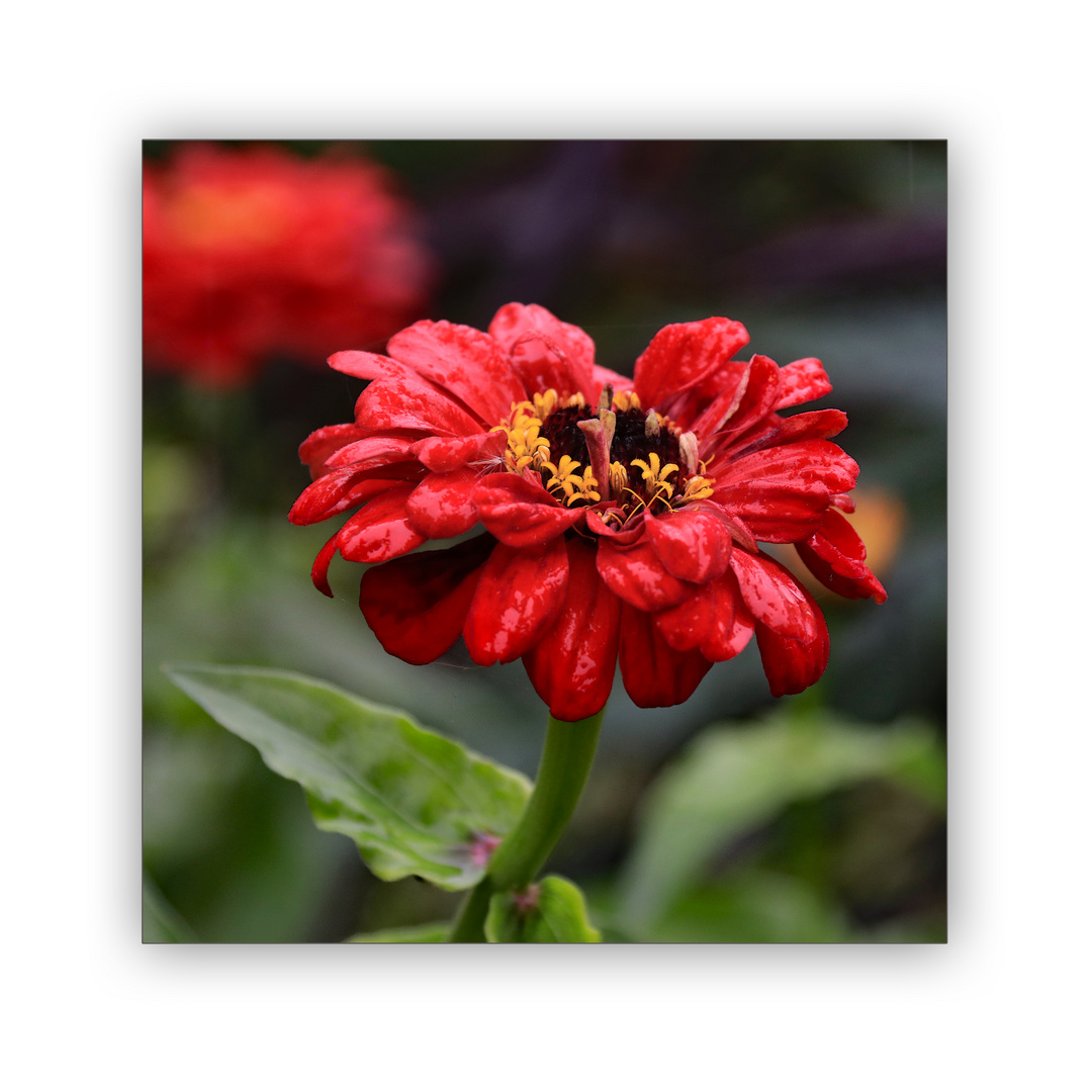 rote Zinnien